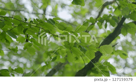 A beautiful display of vibrant green leaves gently swaying in the soft focus of warm sunlight A beautiful display of vibrant green leaves gently swaying in the soft focus of warm sunlight 127159379