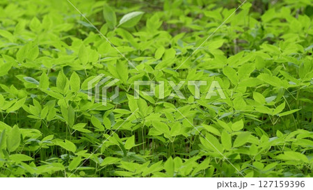 Lush and Vibrant Green Foliage Thrives in a Beautifully Preserved Natural Habitat Setting 127159396
