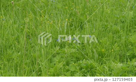 A Beautiful and Lush Green Field, Vibrantly Decorated with Wildflowers In Full Bloom A Beautiful and Lush Green Field, Vibrantly Decorated with Wildflowers In Full Bloom 127159403