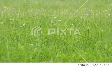 A Beautiful Lush Green Field Adorned with Dandelions in Vibrant Bloom, a Tranquil Scene 127159427