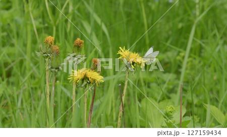 In a green meadow, butterflies dance among yellow flowers, embodying beauty and tranquility 127159434