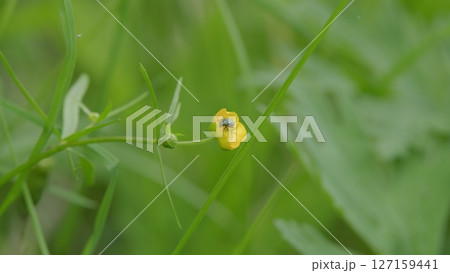 An InDepth and Detailed CloseUp View of a Vibrant Yellow Flower Alongside an Insect 127159441