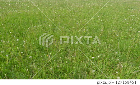 A Beautiful Lush Green Meadow Covered with Dandelions in Full Bloom Displaying Vibrant Colors A Beautiful Lush Green Meadow Covered with Dandelions in Full Bloom Displaying Vibrant Colors 127159451