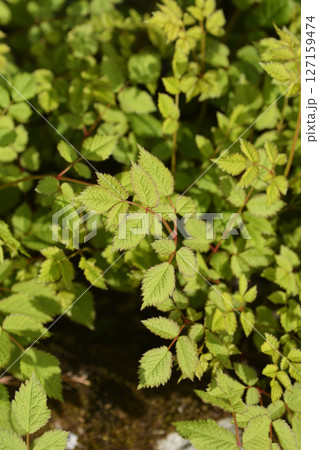 Chinese astilbe 127159474