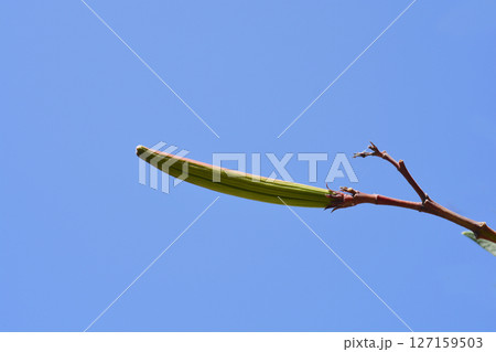 Common oleander 127159503