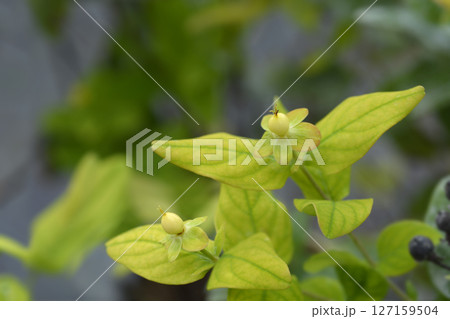 St. Johns Wort Magical Beauty St. Johns Wort Magical Beauty 127159504