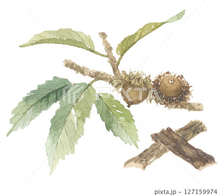 水彩で描いたクヌギと樹皮　樸樕　ボクソク 127159974