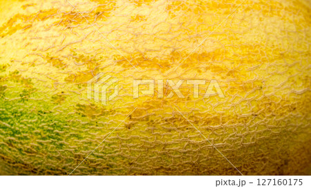 The vegetable Melon. 127160175