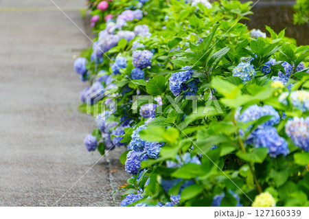 道路沿いに咲いた青色の紫陽花 127160339
