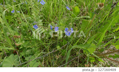 Stunning and Beautiful Tiny Blue Wildflowers Amidst Lush Green Grass and Foliage Stunning and Beautiful Tiny Blue Wildflowers Amidst Lush Green Grass and Foliage 127160409