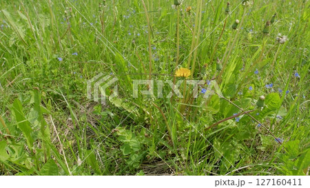 A Beautiful and Vibrant Meadow Scene Filled with Blooming and Colorful Wildflowers A Beautiful and Vibrant Meadow Scene Filled with Blooming and Colorful Wildflowers 127160411