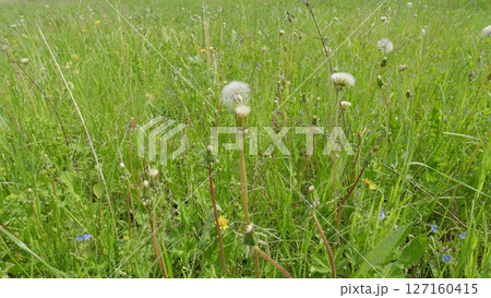 A Beautiful Meadow adorned with Dandelions and colorful Wildflowers in full bloom A Beautiful Meadow adorned with Dandelions and colorful Wildflowers in full bloom 127160415
