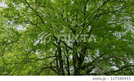 Lush Green Tree Canopy with Beautiful and Vibrant Leaves Everywhere You Look Above Lush Green Tree Canopy with Beautiful and Vibrant Leaves Everywhere You Look Above 127160433