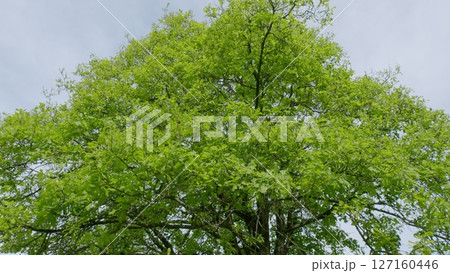 The Lush Green Tree Canopy That Blossoms and Flourishes in the Beautiful Spring Season The Lush Green Tree Canopy That Blossoms and Flourishes in the Beautiful Spring Season 127160446