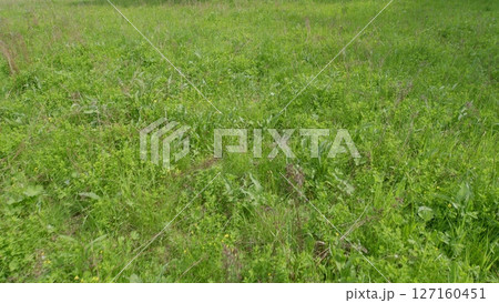 A beautiful, lush green meadow filled with a diverse range of foliage and vibrant plant life A beautiful, lush green meadow filled with a diverse range of foliage and vibrant plant life 127160451