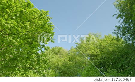 A Serene and Peaceful Canopy of Lush, Vibrant Green Trees Beneath a Clear and Beautiful Sky Above 127160467