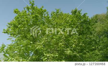 The Lush Green Foliage of a Flourishing Tree Completely Bathed in Bright and Warm Sunlight 127160468