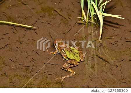 包接しているヒガシ二ホンアマガエル 包接しているヒガシ二ホンアマガエル 127160500