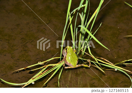 稲の苗をつかみながらなくヒガシ二ホンアマガエル 127160515