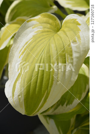Hosta Delta Dawn 127160718