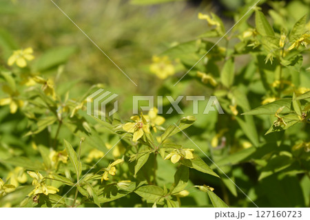 Fringed loosestrife 127160723