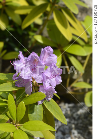 Catawba rhododendron Catawba rhododendron 127160728