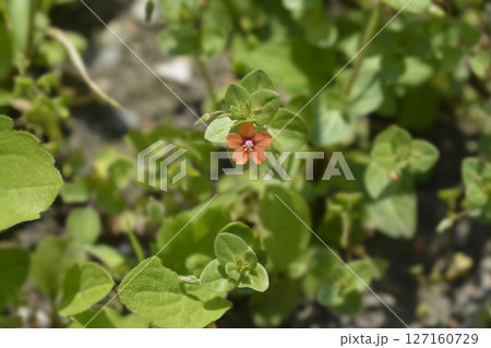 Scarlet pimpernel 127160729