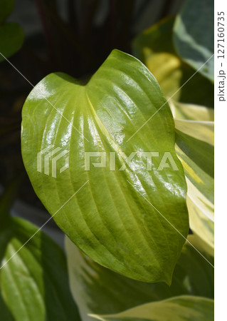 Gooseberry Sundae Hosta 127160735