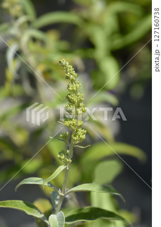 Summer lilac White Profusion Summer lilac White Profusion 127160738