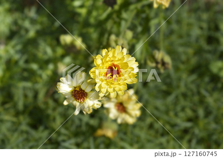 Princess mix Garden marigold 127160745