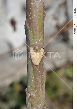 Tree of heaven Tree of heaven 127160756