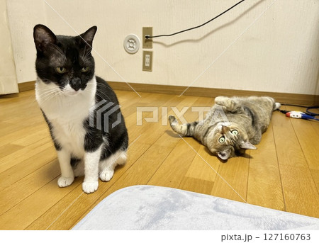 座る白黒猫と寝そべるキジ猫 127160763