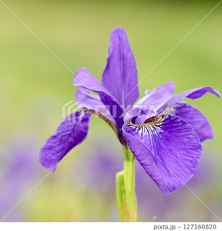 美しく咲く紫色の花 アヤメ 初夏 ふんわりグリーン背景 美しく咲く紫色の花 アヤメ 初夏 ふんわりグリーン背景 127160820