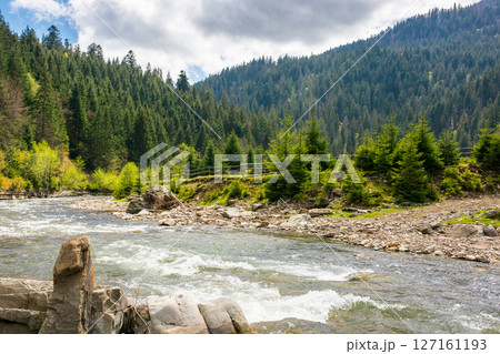 river flowing through green valley in spring. remote vacation. spruce forest on hill. picturesque nature in rural area of carpathian mountains. calm day for travel ukraine under blue sky with clouds 127161193