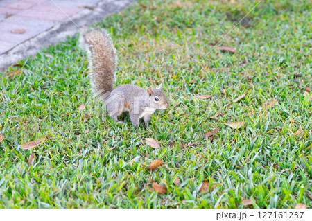 住宅街に現れたトウブハイイロリス 127161237
