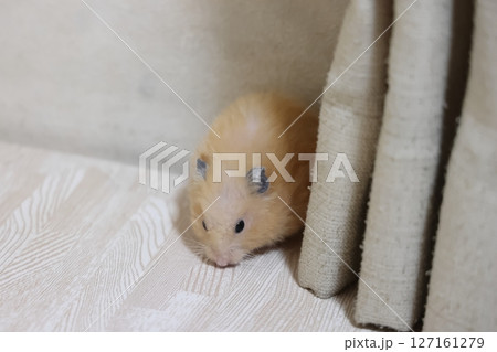かわいいゴールデンハムスター(キンクマ) 127161279