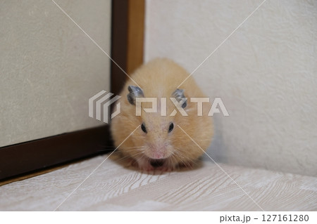 かわいいゴールデンハムスター(キンクマ) 127161280