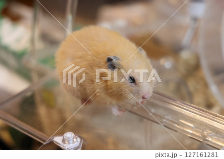 かわいいゴールデンハムスター(キンクマ) 127161281