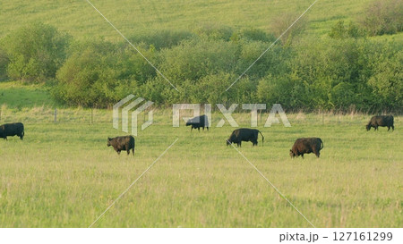 Scenic Cattle Grazing in a Lush Green Meadow Surrounded by Beautiful Hills and Nature Scenic Cattle Grazing in a Lush Green Meadow Surrounded by Beautiful Hills and Nature 127161299