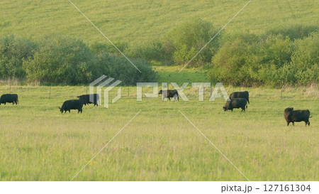 A herd of black cattle peacefully grazing in a picturesque and scenic green pasture 127161304