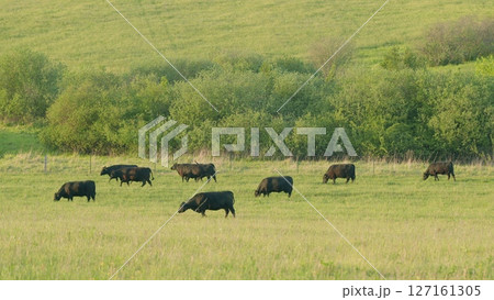 Cattle peacefully grazing in a lush green pasture, creating a picturesque rural landscape 127161305