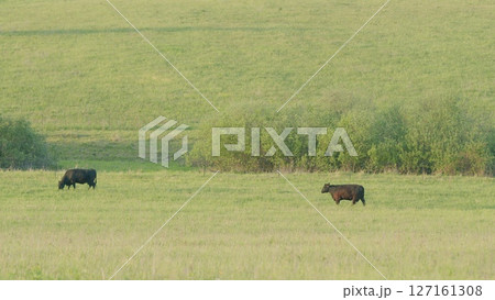 Cattle Grazing Peacefully in the Beautiful and Serene Pastureland of the Countryside 127161308
