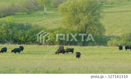 Cattle Grazing in a Lush Green Field Full of Fresh Grass and Beautiful Flora Under the Sun Cattle Grazing in a Lush Green Field Full of Fresh Grass and Beautiful Flora Under the Sun 127161310