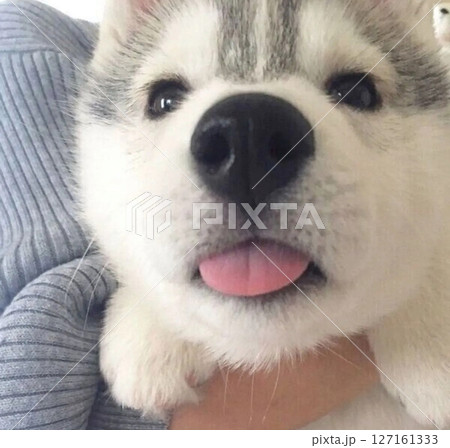 ピンクのベロが可愛いシベリアンハスキー 127161333