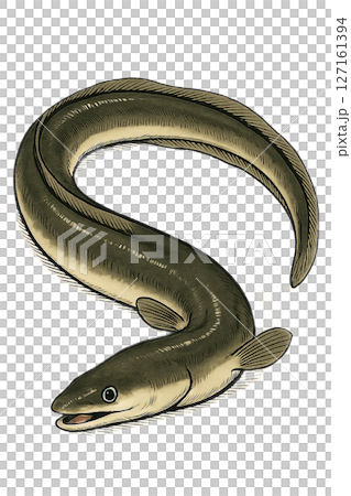 鰻魚圖 127161394
