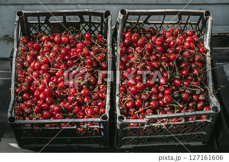 Fresh cherries in old boxes. Two crates filled with freshly harvested red cherries at outdoor farm market. Concept of cherries, fresh produce, seasonal fruit and rural farming Fresh cherries in old boxes. Two crates filled with freshly harvested red cherries at outdoor farm market. Concept of cherries, fresh produce, seasonal fruit and rural farming 127161606