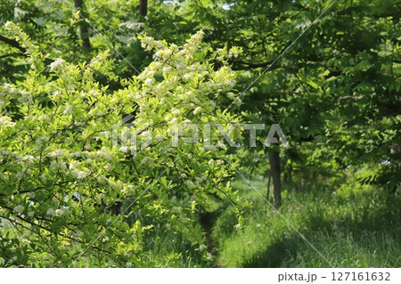 春の公園に咲くピラカンサの白い小さな花 春の公園に咲くピラカンサの白い小さな花 127161632