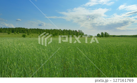 Stunningly Lush Green Fields Stretching Out Under a Bright Blue Sky with Fluffy Clouds Stunningly Lush Green Fields Stretching Out Under a Bright Blue Sky with Fluffy Clouds 127161769
