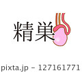 精巣 127161771