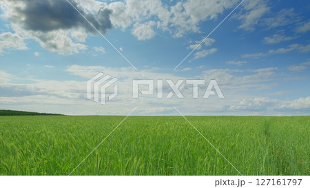 A Lush Green Field Sprawling Under a Beautifully Bright Sky Filled with Fluffy Clouds 127161797